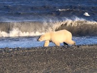 Ísbjörn á gangi í Kaktovik, Alaska, BNA. Ljósm: Snæbjörnsdóttir/Wilson 2018. 